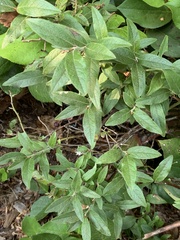 Vaccinium myrtilloides