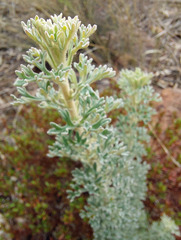 Actinotus helianthi