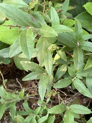 Vaccinium myrtilloides