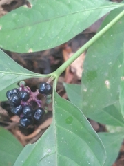 Palicourea gracilenta