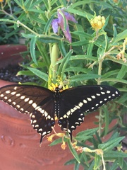 Papilio polyxenes rudkini