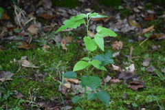 Populus tremula