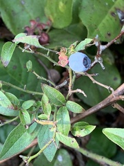 Vaccinium myrtilloides