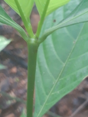 Palicourea gracilenta