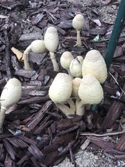 Leucocoprinus