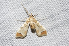 Leucinodes cordalis