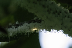 Prociphilus tessellatus