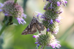 Autographa californica