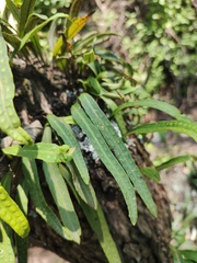 Polypodiaceae