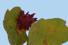 Cynips quercusechinus
