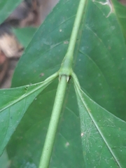 Palicourea gracilenta