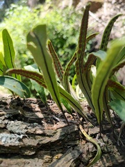 Polypodiaceae