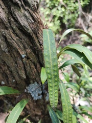 Polypodiaceae