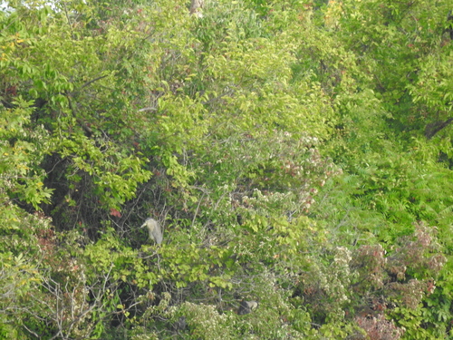 Black-crowned Night Heron photographed in Ohio