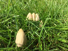 Conocybe apala albipes