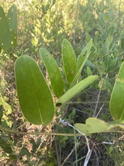 Smilax laurifolia