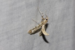 Leucinodes cordalis