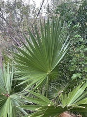 Washingtonia