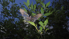 Limenitis arthemis arizonensis