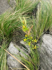 Bidens hyperborea