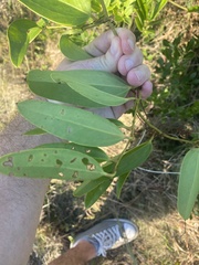 Smilax laurifolia