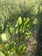 Smilax laurifolia