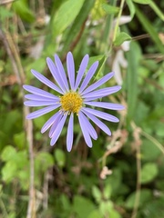Symphyotrichum subspicatum