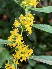 Solidago curtisii
