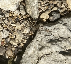Pardosa