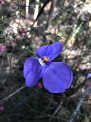 Patersonia