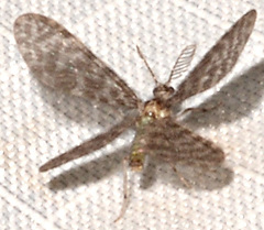 Nallachius americanus