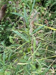 Symphyotrichum subspicatum
