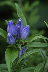 Gentiana andrewsii