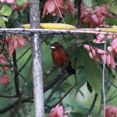 Ramphocelus carbo