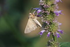Autographa californica