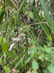 Symphyotrichum subspicatum