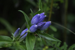 Gentiana andrewsii