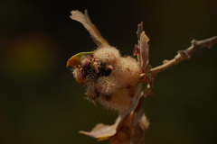 Andricus crystallinus