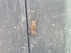 Svistella bifasciata