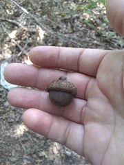 Quercus shumardii