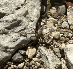 Pardosa