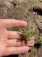 Gnaphalium uliginosum