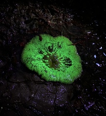 Stichodactyla haddoni