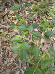 Ligustrum