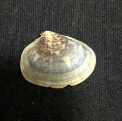 Heterodonax pacificus