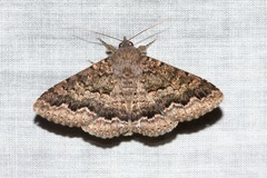 Eudesmeola lawsoni