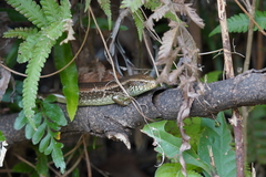 Eutropis longicaudata