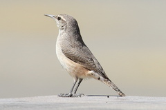 Salpinctes obsoletus