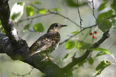 Zoothera aurea