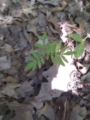 Tephrosia virginiana